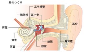 人間の耳の構造